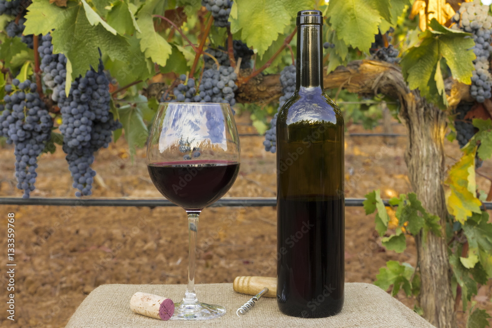 Glass and bottle of wine in vineyard at harvest