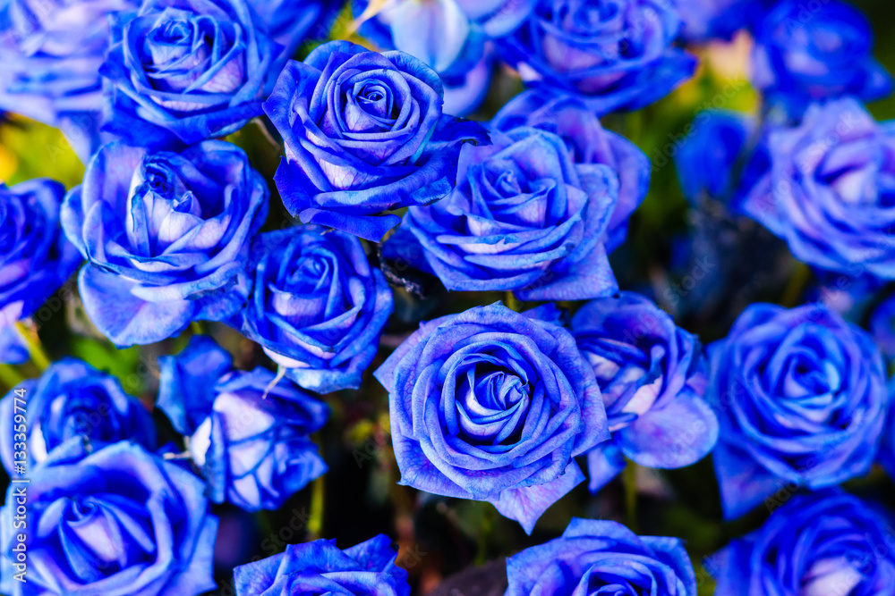 Wallpaper Of Blue Rose Flowers