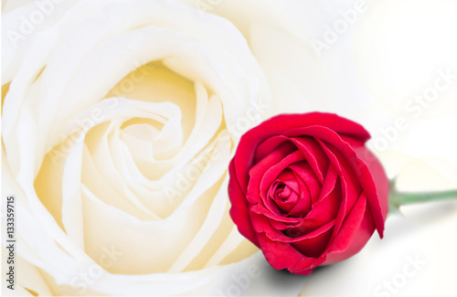 Red roses on rose background