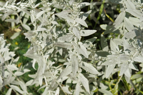 Artemisia ludoviciana louisiana many green silver plant  photo