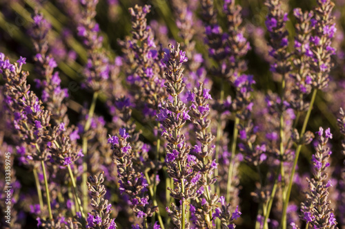 Field of blooming lavender flowers