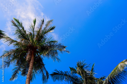 Green palm trees against blue sky