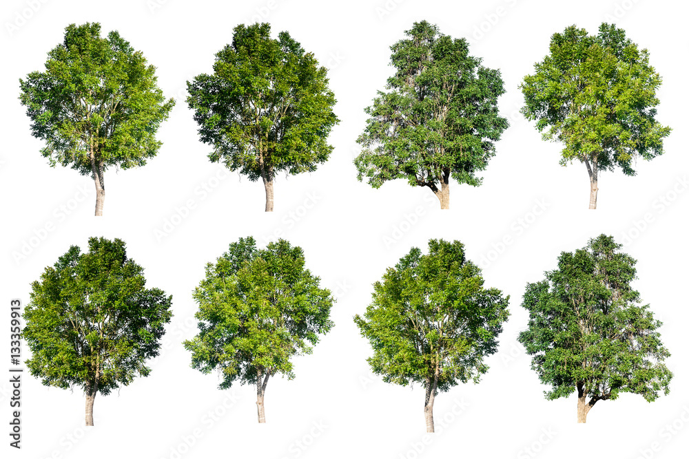 Set of trees isolated on white background Set of trees isolated on white background