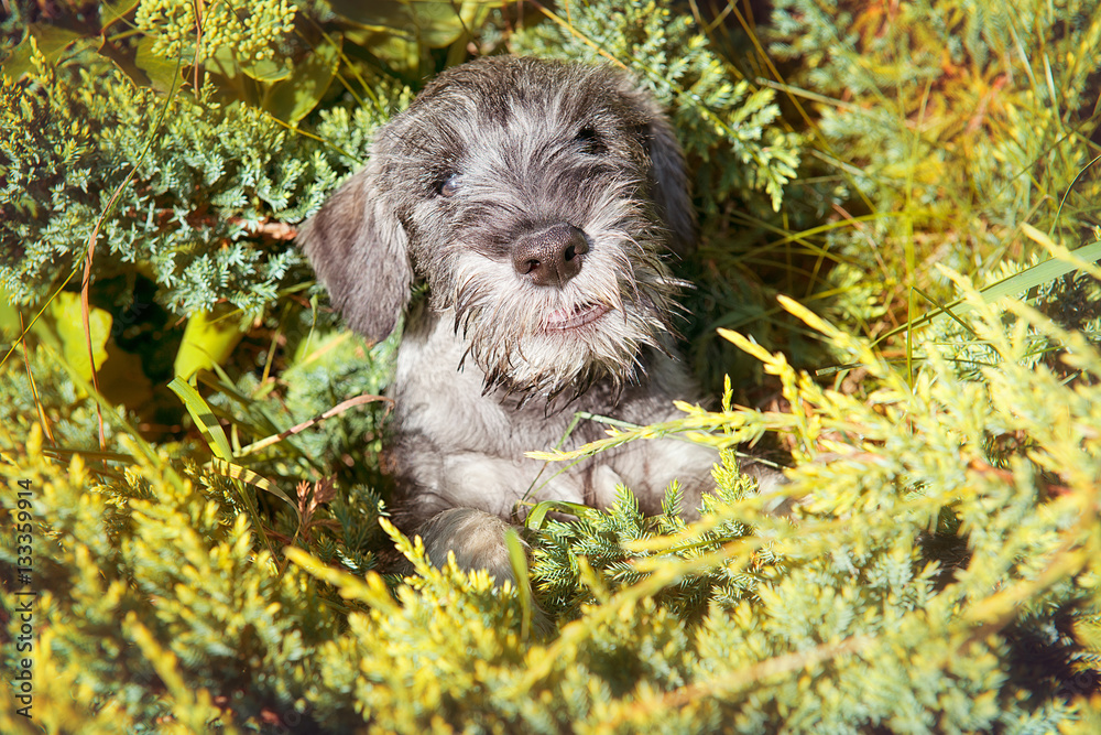 Fototapeta premium Schnauzer puppy playing in the garden