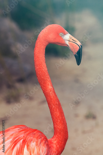 flamingo in focus