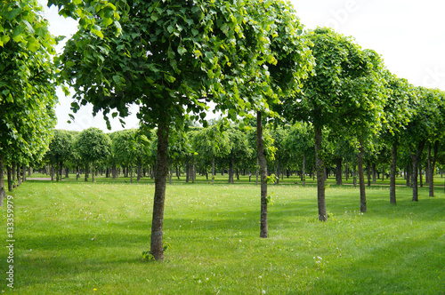 Linden green trees in row at park
