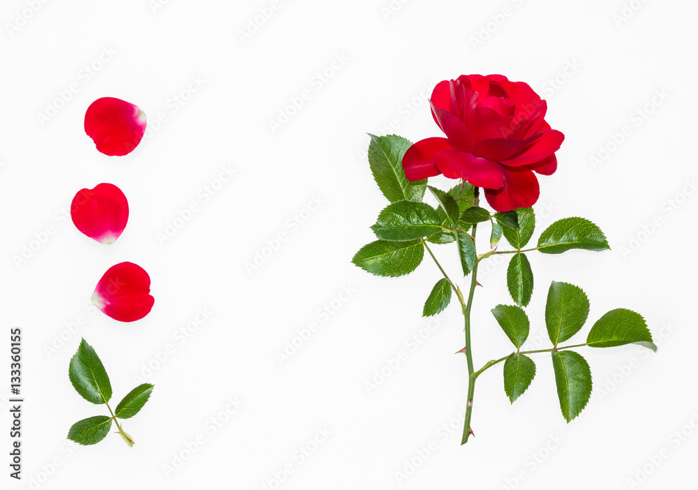 red tea rose with petals on white background