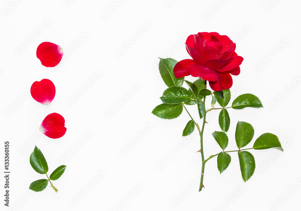 red tea rose with petals on white background red tea rose with petals on white background