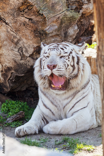 Fototapeta Naklejka Na Ścianę i Meble -  jaw of white tiger