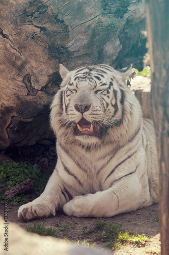 Fototapeta Naklejka Na Ścianę i Meble -  White Tiger