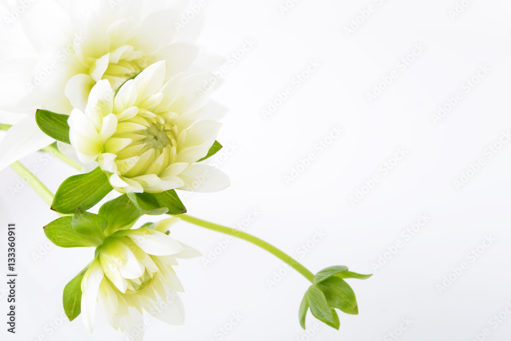 Fototapeta premium ビューティイメージ 