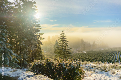Fotografie Silverton Tree Farm