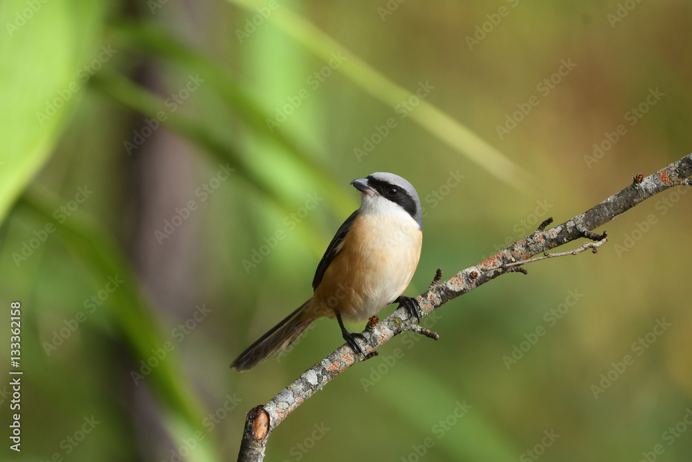 Naklejka premium Shrike Birds in Thailand and Southeast Asia.