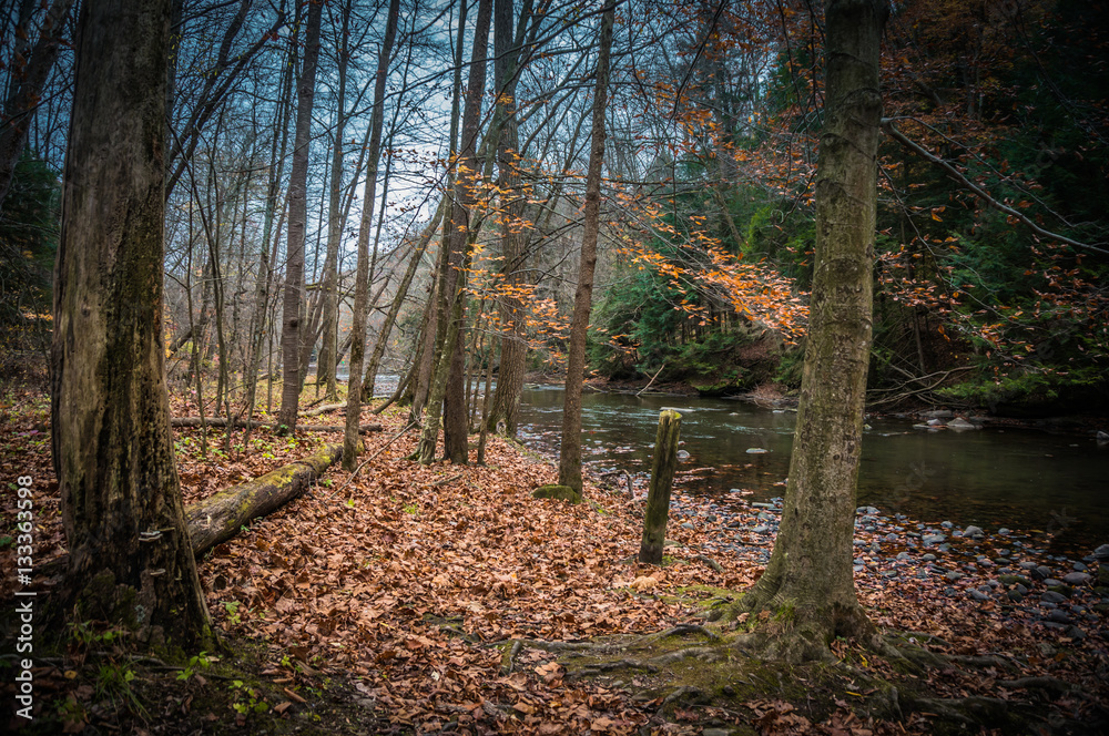 Obraz premium fall in the park