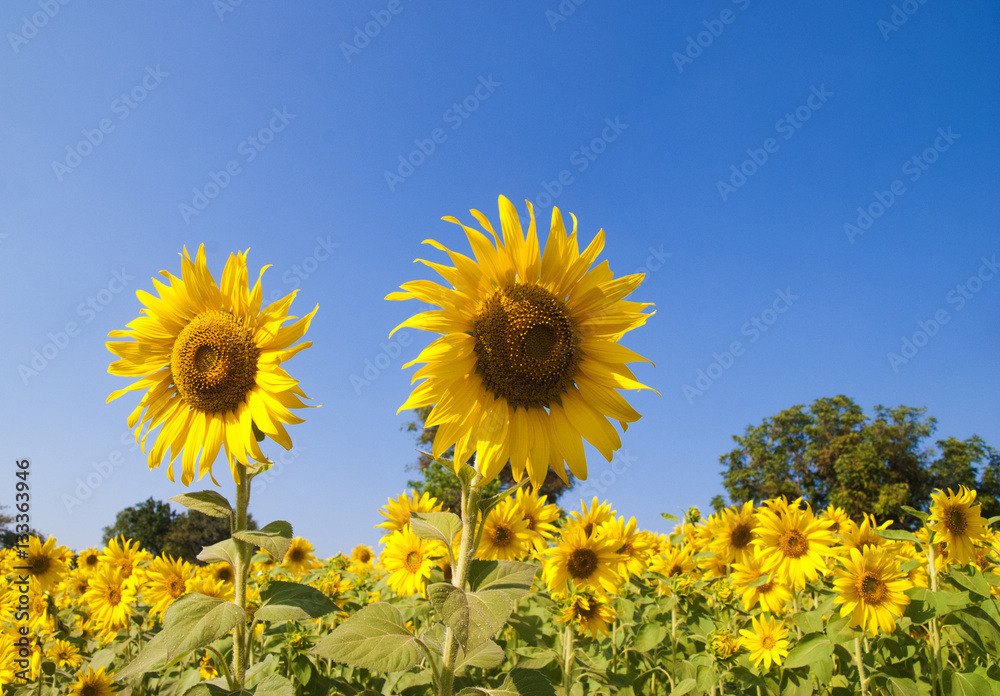 Sunflowers field with blue sky background
Sunflowers field with blue sky background