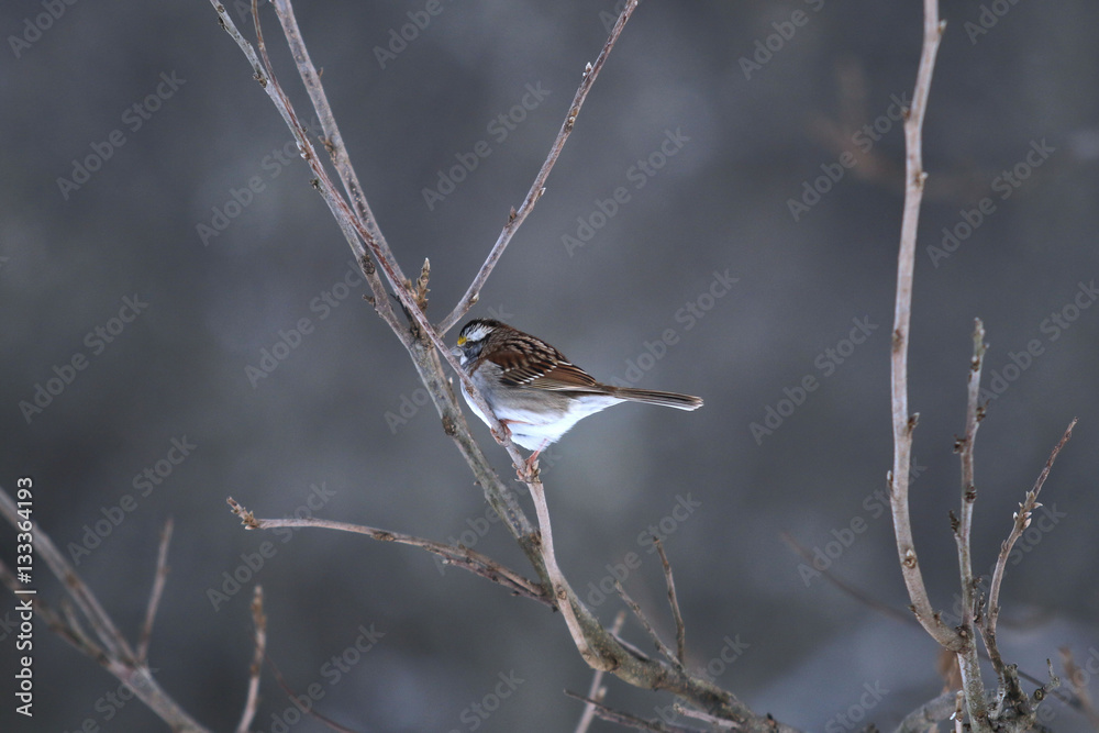 Obraz premium Cold Finch