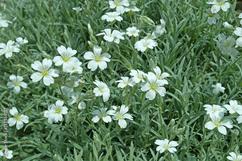 Filziges Hornkraut, Cerastium tomentosum photo