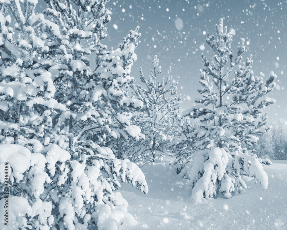 Bright winter landscape with snow-covered pine trees Bright winter landscape with snow-covered pine trees