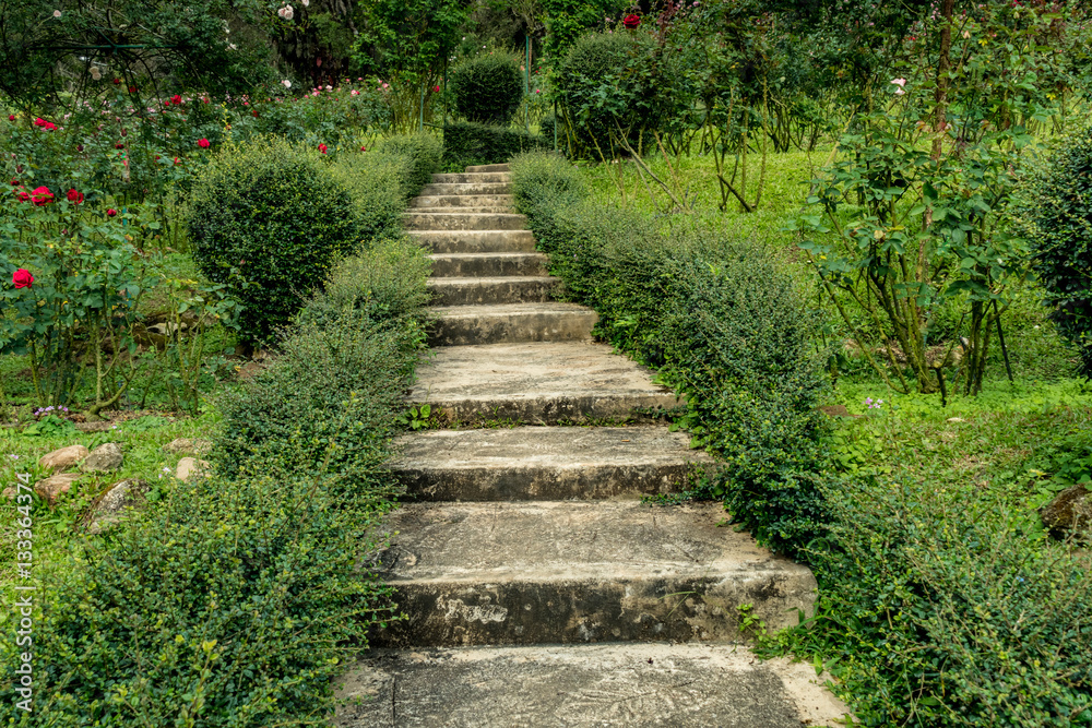 Concrete staircase with green plants