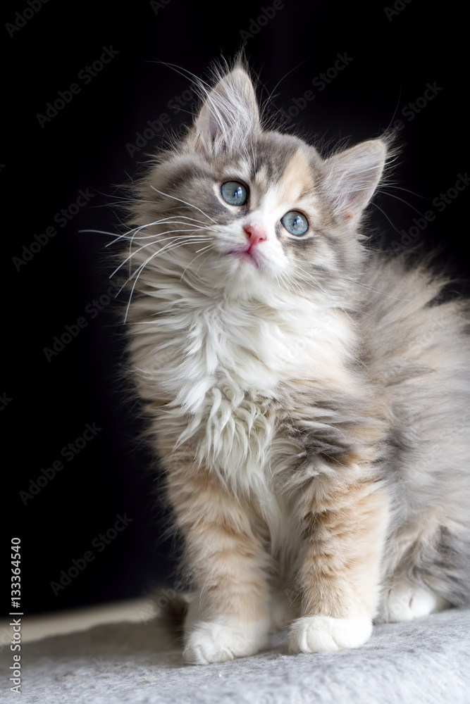 Sevimli Yavru Kedi