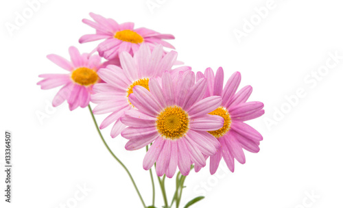 pink daisy isolated