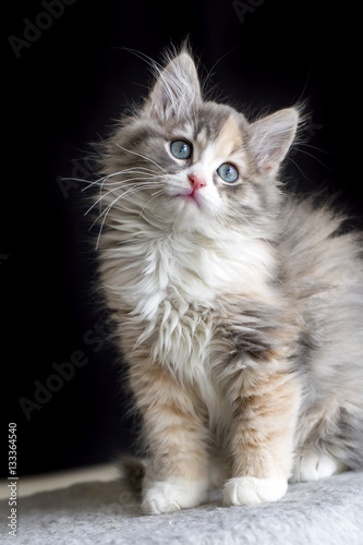 Sevimli Yavru Kedi