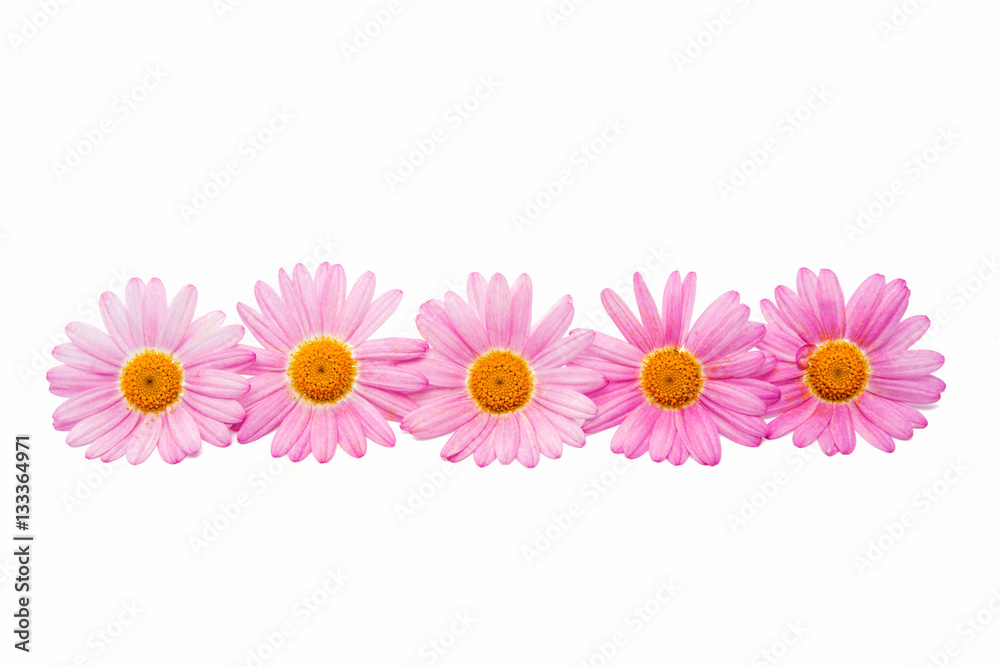pink daisy isolated pink daisy isolated