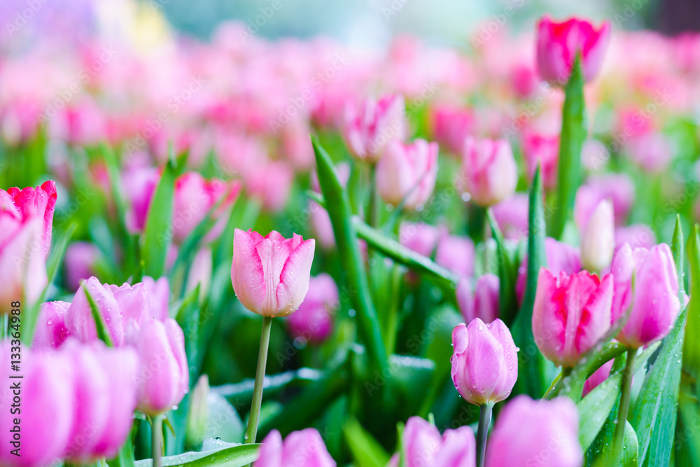 beautiful tulips in garden. colorful tulips in garden.