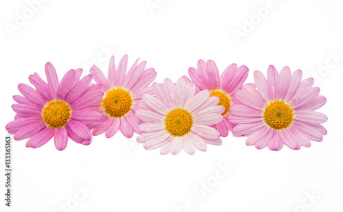 Fototapeta Naklejka Na Ścianę i Meble -  pink daisy isolated