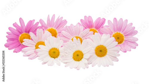 Fototapeta Naklejka Na Ścianę i Meble -  pink daisy isolated