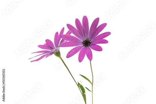 Osteospermum Daisy or Cape Daisy Flower