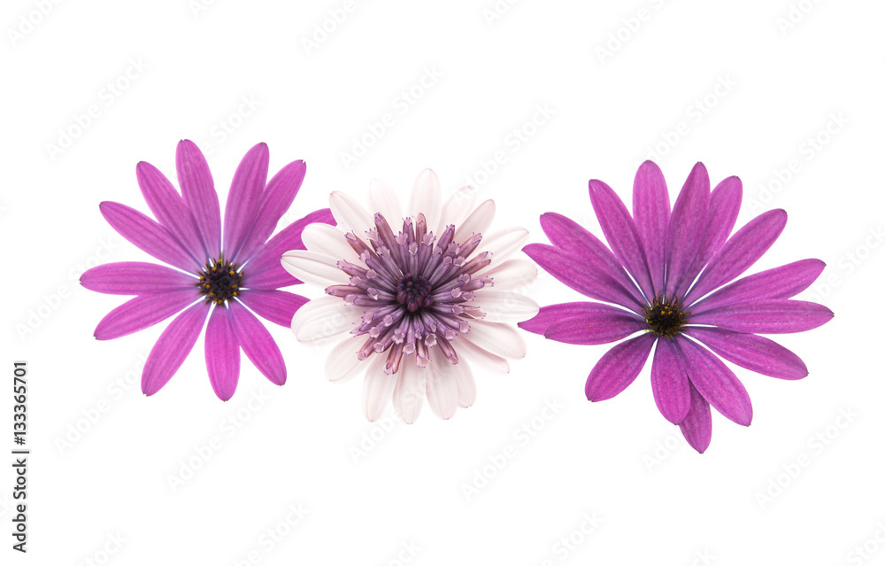 Osteospermum Daisy or Cape Daisy Flower