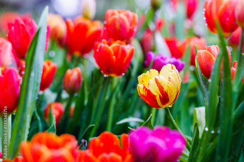 beautiful tulips in garden. colorful tulips in garden. beautiful tulips in garden. colorful tulips in garden.