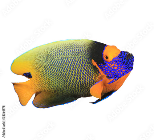 Tropical fish. Blue-cheek Angelfish. Fish isolated white background © Richard Carey