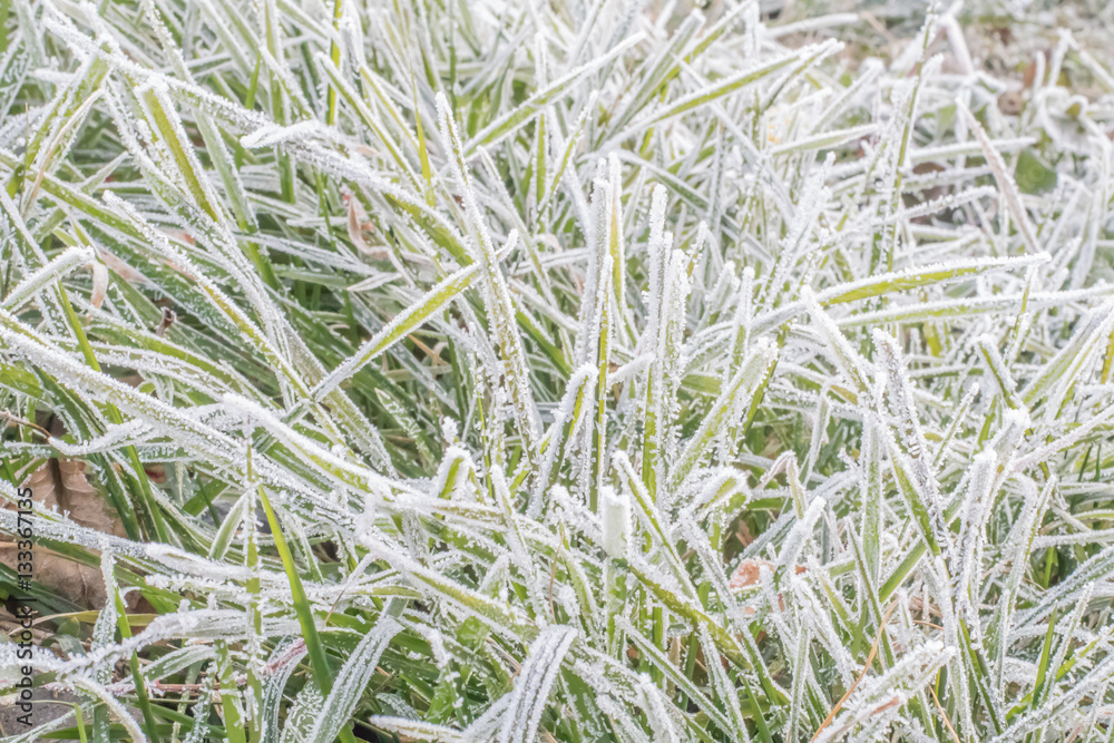 Fresh snow cover over green grass on lawn. Snowy outdoor field. Fresh snow cover over green grass on lawn. Snowy outdoor field.
