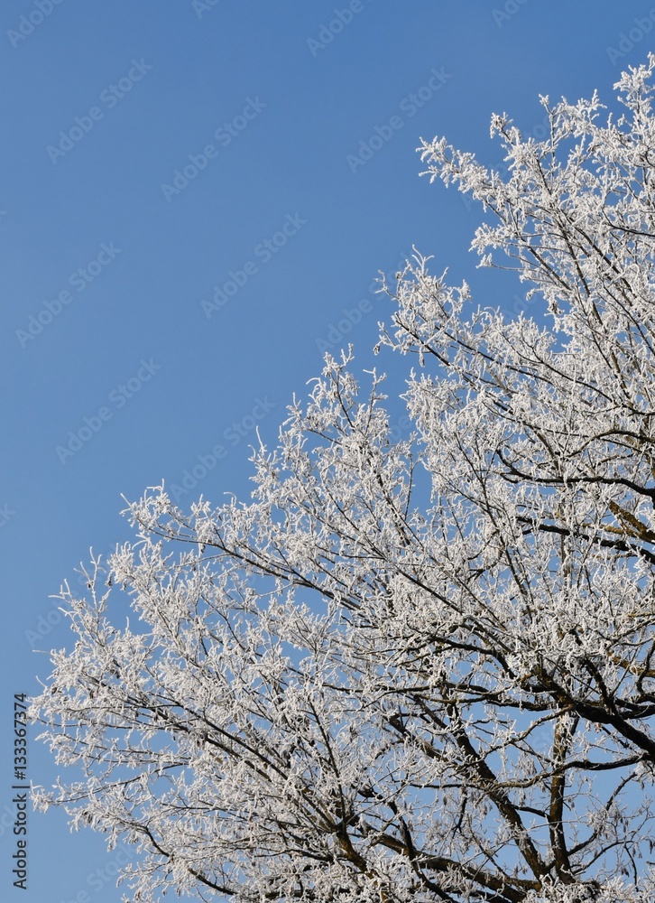 Landscape with Tree on an ice cold winter morning