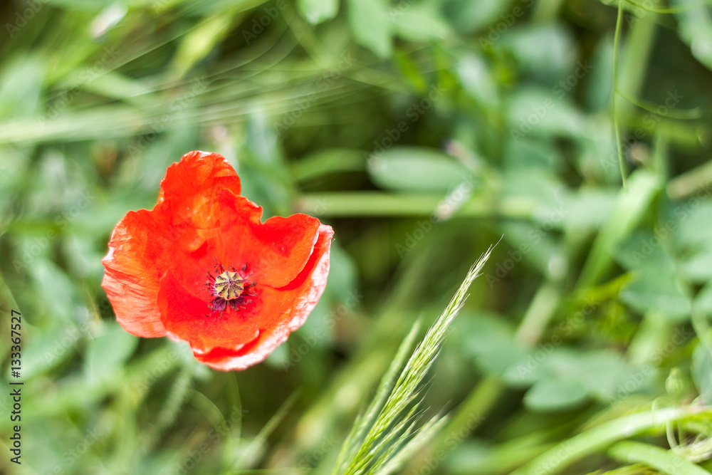 Mohn