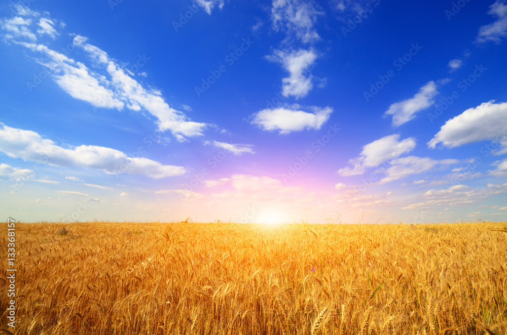 Wheat field against sun light