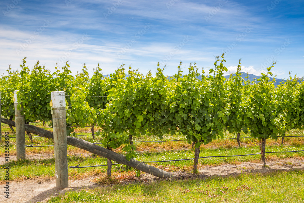 Beautiful view of green vineyard in Marlborough area, Blenheim, New Zealand South Island