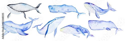 Watercolor whales set