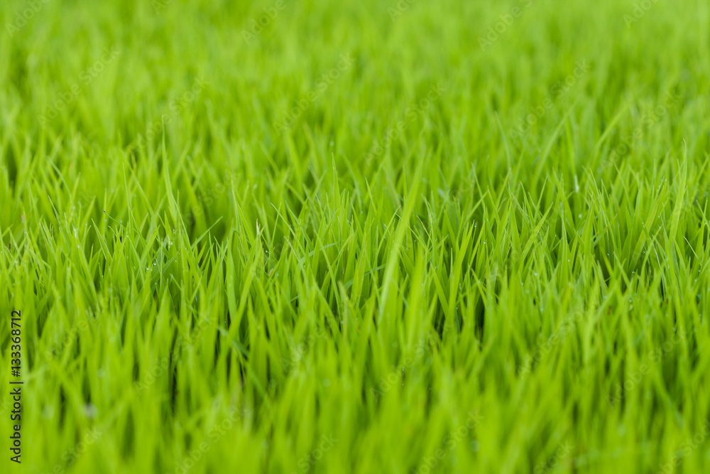 Beautiful green rice field background, Selective focus.