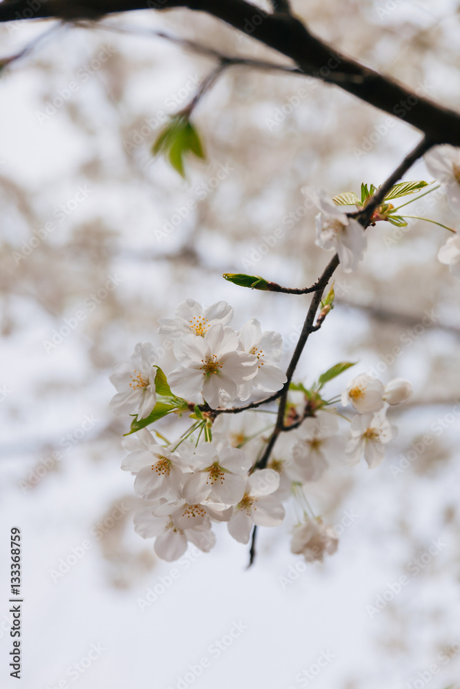 Branch of white Cherry Blossoms.