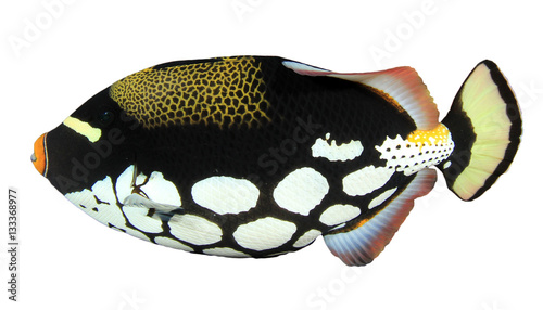 Fish - Clown Triggerfish - isolated white background © Richard Carey