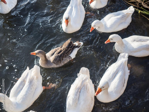 Schilderij op canvas Picture of the white and gray geese swimming on the water surface