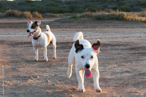 Jack Russell