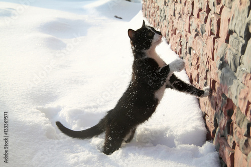  Black kitten on a white snow