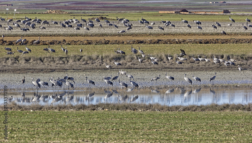 European cranes overwinter each year in the Laguna de Gallocanta