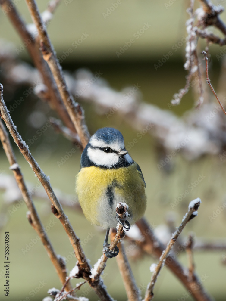 Fototapeta premium Cute little blue tit bird perched on a twig in a bush with a little frost and snow