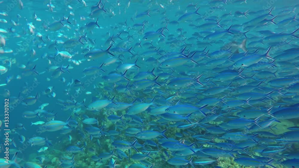 hunderte von vielstreifen Füsilier schwimmen hunderte von vielstreifen Füsilier schwimmen