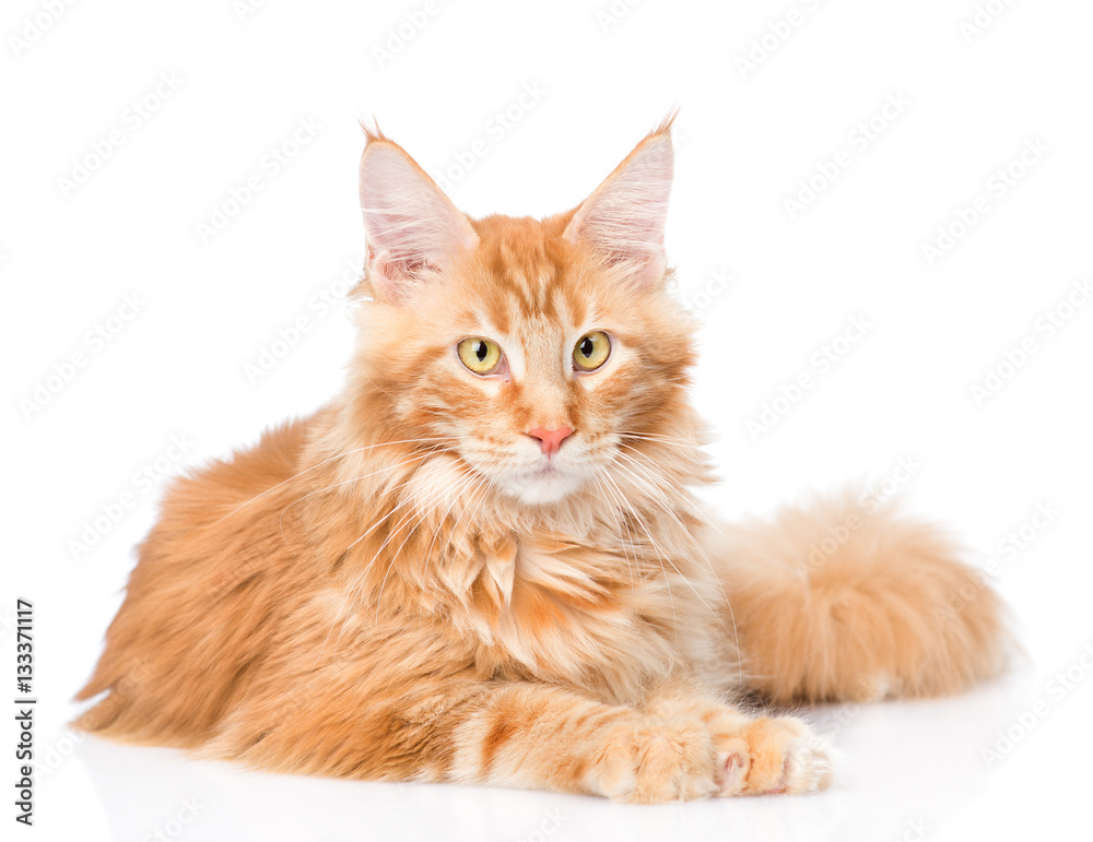 Maine coon cat lying in front view. isolated on white background